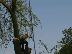 bomen rooien Hunsel